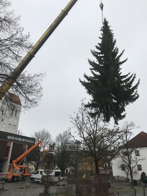 Zwölf Meter hoch ist er: der Ismaninger Christbaum auf dem Kirchplatz. Foto: Gemeinde Ismaning