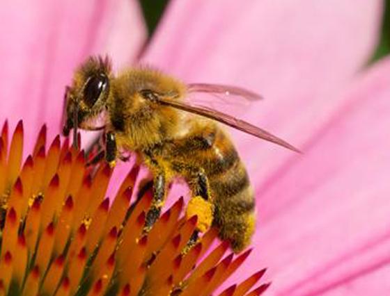Der Bestand der Bienen und Schmetterlinge nimmt seit Jahren ab. Foto: Sputniktilt CC BY-SA 3.0