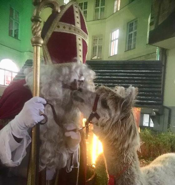 Sogar der Nikolaus ging auf Tuchfühlung mit dem Alpaka beim Adventsmarkt in der Kinderklinik - oder umgekehrt? Foto: Verein