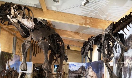 Der Riesensaurier Goliat in der Sammlung Kapustin passt gerade so in die neue Dinohalle hinein. Foto: VA