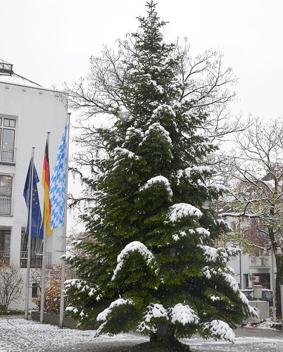 Die Christbaum auf dem Rathausplatz.	Foto: MO