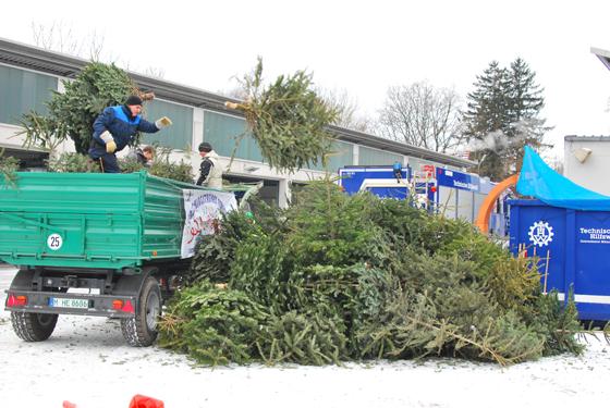 Die fleißigen Burschen aus Perlach sammeln am 12. Januar die ausrangierten Weihnachtsbäume wieder ein. Foto: VA