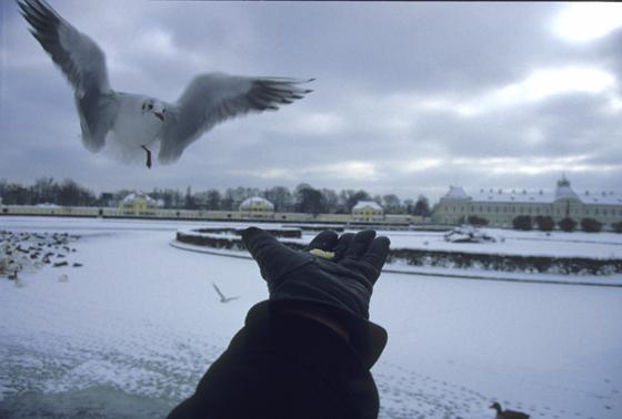 Lachmöwen besuchen gerne Nymphenburg im Winter. Foto: Sorge
