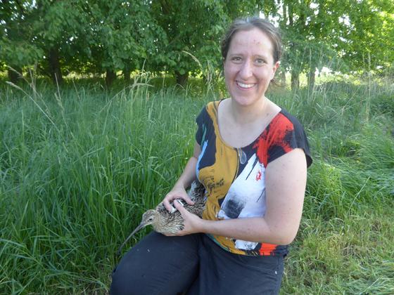 Friederike Herzog bei der Freilassung eines frisch besenderten Großen Brachvogels. Foto: Wolfgang Ahlmer