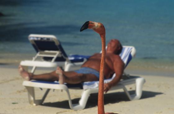 Dieser Schnappschuss mit Flamingo entstand auf der niederländischen Karibikinsel Aruba. Foto: Harald Mielke