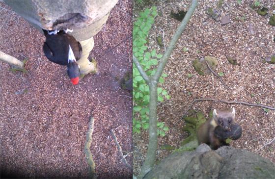 Seltene Einblicke aus ungewohnter Perspektive: Der Schwarzspecht (links) legt Baumhöhlen an, in denen unter anderen Marder (rechts) ihre Nester bauen. Foto: Zahner/LBV