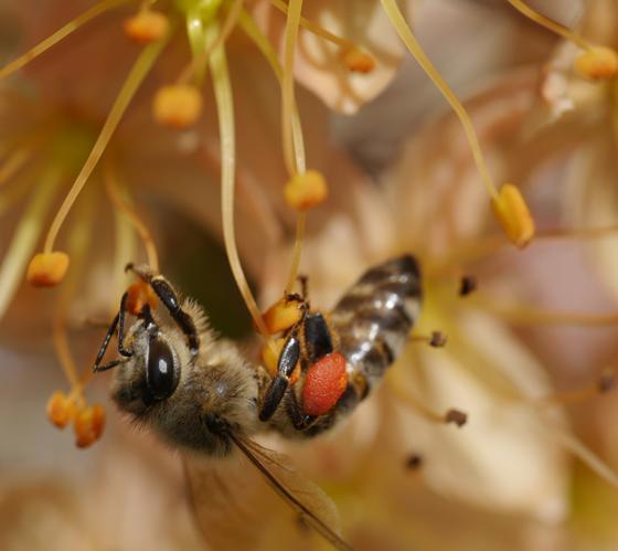 Ob Bienen, Fliegen oder Käfer  in den Gärten des ÖBZ finden viele Insekten ideale Lebensbedingungen. Foto: Benedikt Meier