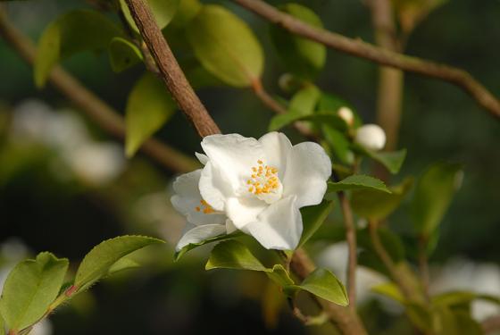 Die weiße, duftende Blüte der wilden Kamelien-Art, Camellia lutchuensis. Foto: © Dr. Ehrentraud Bayer, BGM