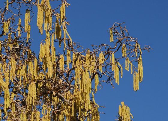 Die hängenden, kätzchenartigen, männlichen Blütenstände der Korkenzieherhasel haben sich jetzt geöffnet und geben ihren Blütenstaub ab, der vom Frühlingswind vertragen wird. Foto: BGM