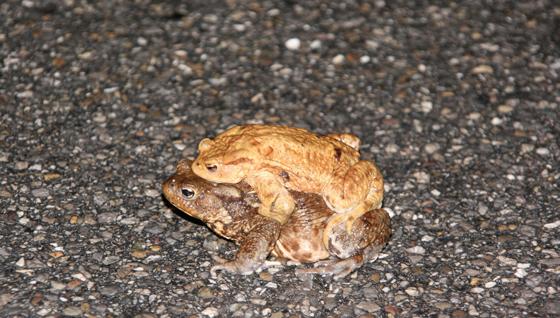 Die Amphibien machen sich wie jedes Jahr auf den Weg zu ihren Laichplätzen. Der Weg führt sie dabei oft auch über Radwege und Straßen. Foto: Landratsamt