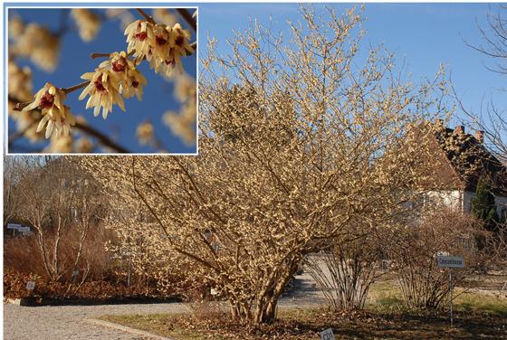 Der Duft der Chinesischen oder Frühen Winterblüte im Systemgarten (südöstlicher Teil des Botanischen Gartens) ist betörend, man sollte sich beeilen, um den Strauch zu beschnuppern, denn die Blüte hält leider nicht wochenlang. F:  Dr. Ehrentraud Bayer