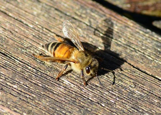 Buckfastbiene heißt diese fleißige Imme, benannt nach dem englischen Kloster, in dem vor etwa hundert Jahren die ersten Bienen ihrer Art gezüchtet wurden. Foto: PollyDot, CC0
