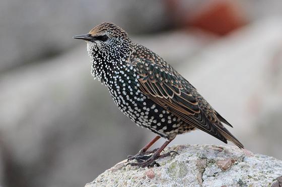 Bei der Vogelbeobachtung im Gleißental kann man unter anderem Stare beobachten. Foto: Markus Dähne