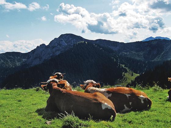 Ganz entspannt können diese Kühe in die Berge blicken. Ebenso ergeht es den Kühen, die in Holzkirchen weiter auf der Wiese grasen können. Foto: hw