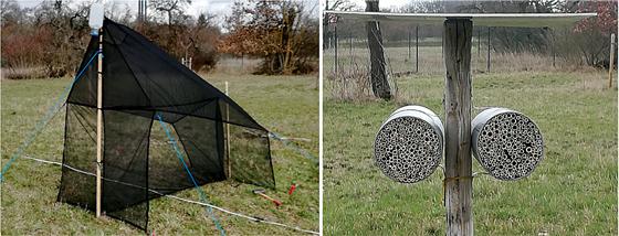 Ende März wurden auf  dem Parkfriedhof eine Zeltfalle zur Insektenerfassung sowie Nisthilfen für Wildbienen aufgestellt.	Foto: Technische Universität München