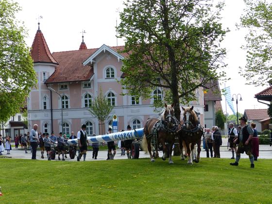 Sicherlich eine der schönsten Traditionen in Bayern: Auch die Aßlinger Trachtler stellen am Maifeiertag ab 11 Uhr ein weiß-blaues Traditionsstangerl auf. Foto: Monika Schaecke
