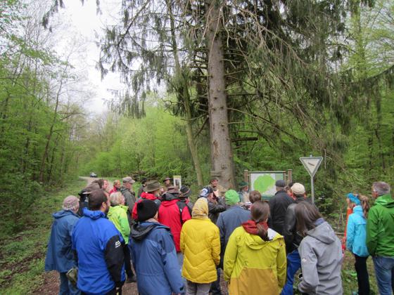 Im Rahmen der BayerntourNatur fand vor kurzem eine Waldwanderung im Ebersberger Forst bei Forstinning mit Dr. Heinz Utschig statt. Foto: BI St2080