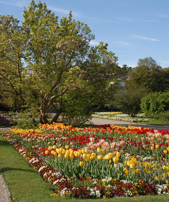 Die Tulpen stammen aus fast 400 verschiedenen Sorten. Foto: Ehrentraud Bayer