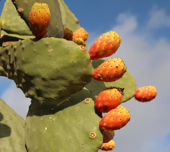 Der Feigenkaktus, Kaktus des Jahres 2019, kommt ursprünglich aus Mexiko und ist in Ländern mit Mittelmeerklima oft verwildert und wegen seiner essbaren Früchte kultiviert. Foto: Josef Busek