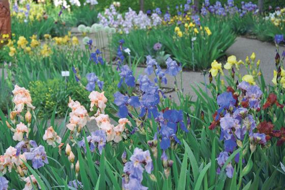 Vielfalt der Irisblüten, Blick in den Irisgarten. Foto: Franz Höck