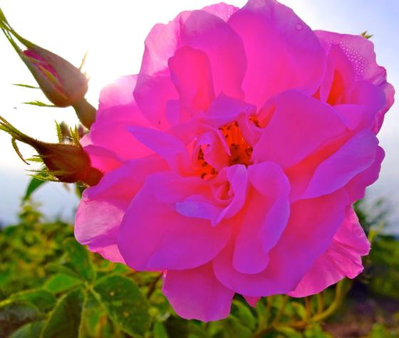 Die Rosa damscena wird in Europa besonders in Bulgarien angebaut. Foto: Maria Hoch