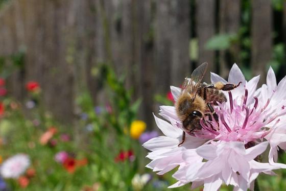 Am 15. Juni erfahren Kinder am MWU alles über die spannende Welt der Bienen. Foto: MWU