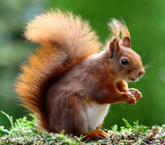 Ein Eichhörnchen hat in Haidhausen für Aufsehen gesorgt. Symbolbild: CC0