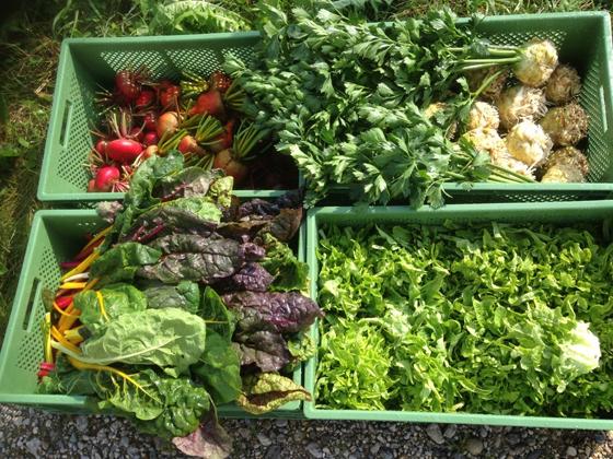 So geht Nachhaltigkeit: Frisches Gemüse aus den heimischen Feldern. Foto: VA