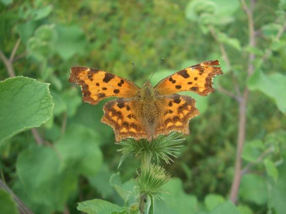 Der Bund Naturschutz lädt zur Schmetterlingsbeobachtung am 20. Juli ein. Foto: VA