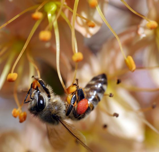 Honigbiene in Steppenkerze. Foto: Benedikt Meier/ÖBZ