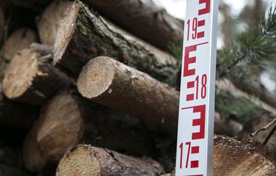 Gerade werden viele Festmeter Nadelholz aus dem Wald geholt. Denn ein Großteil heimischer Bäume ist wegen Hitze und Trockenheit von Schädlingen befallen. Foto: IG Bau