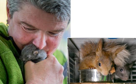 Andrea Linzmaier kümmert sich liebevoll um die kleinen Eichhörnchen. Eichhörnchen Schutz e.V. will eine Auffangstation mit großer Voliere in Haar bauen. Fotos: oh