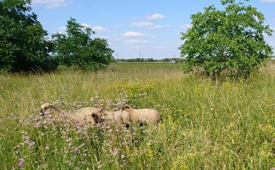 Schafe anstatt Rasenmäher, Artenvielfalt anstatt Rasenwüste heißt es diesen Sommer in der Gemeinde Grasbrunn. Foto: privat