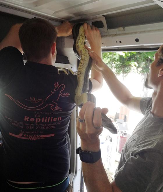 Die Zollfahndung und Reptilienauffangstation befreien erfolgreich die Boa. Foto: oh