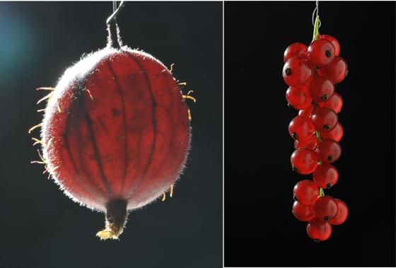 Echte Beeren sind dem Aufbau nach die Johannisbeere oder Ribisl; das Foto zeigt die Rote Johannisbeere, Ribes rubrum. Links: Nah verwandt ist die Stachelbeere, Ribes uva-crispa. Beide zählen zur Grossulariaceae-Familie, Stachelbeergewächse. F: Franz Höck