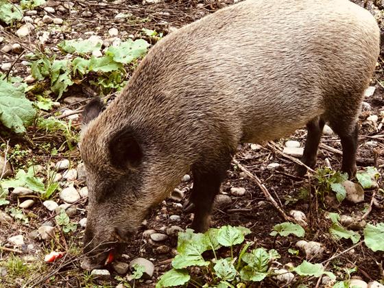 Täglich um 16 Uhr findet im Walderlebniszentrum Grünwald eine Wildschweinfütterung statt. Der Eintritt ist kostenfrei.  Foto: hw