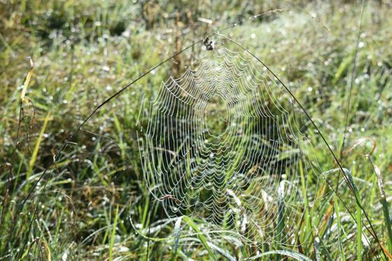 Auf den Heideflächen findet man jede Menge Spinnweben. Foto: Daniel Mielcarek