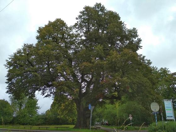 Moosach hat nicht nur die älteste Kirche, sondern auch den ältesten Baum. Die Röth-Linde ist 23 Meter hoch und gilt als wohl ältester Baum im Stadtgebiet. Foto: Andrybak, CC-BY 4.0