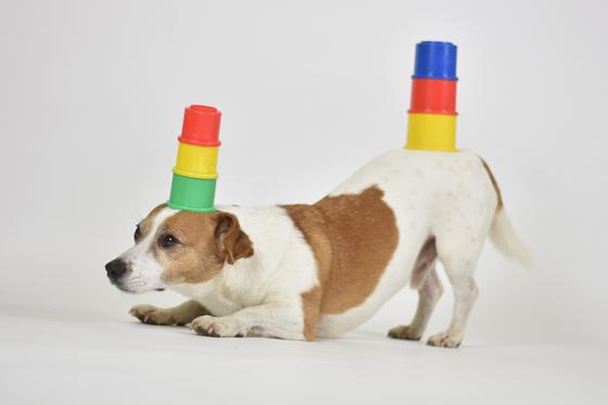 Erstmals in Erding findet der neue Mitmachwettbewerb "DogRecord" statt. Jeder Hund mit besonderem Talent kann daran teilnehmen. Foto: Rüdiger Kramer