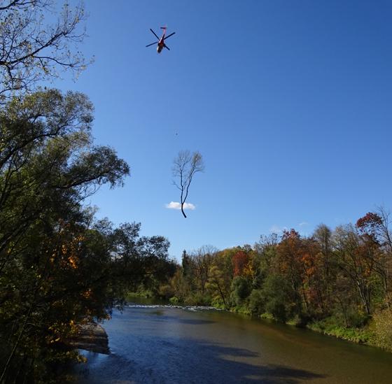 Spektakulär sieht es aus, wenn Bäume mittels Helikoptereinsatz gefällt werden. Foto: Gemeinde Ismaning