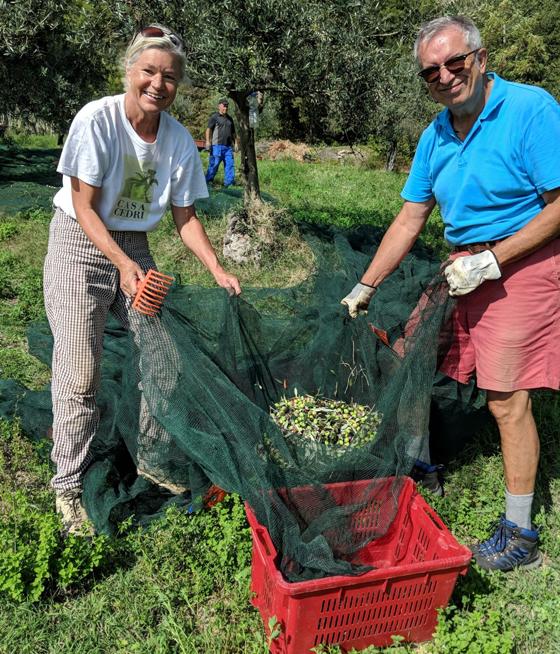 Heidi Rauch und Michael Konitzer bei der Olivenernte in Italien. Foto: VA