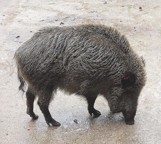 Derzeit findet keine Fütterung der Wildschweine an der Sauschütt statt, da sie in der Natur genug zu fressen finden. Foto: Heike Woschee