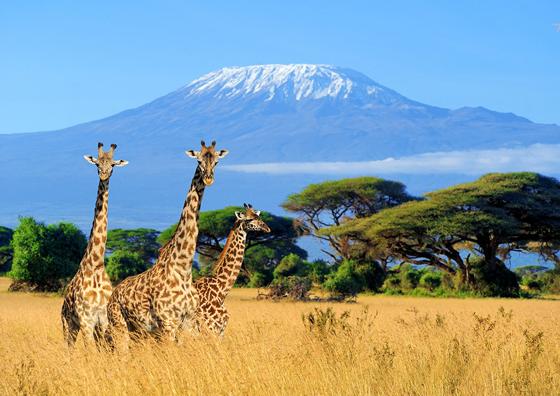 Drei Giraffen im Nationalpark von Kenia. Noch mehr Eindrücke gibt es im Kino. Foto: VOLODYMYR BURDIAK