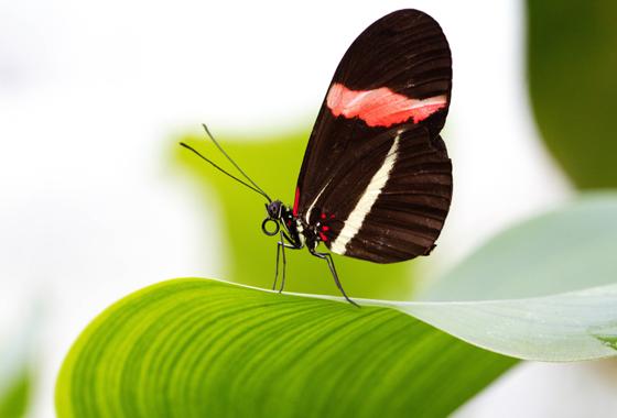 Bei einer Pause im Grünen Saal können auch heimische Schmetterlinge bewundert werden. Die beiden Künstlerinnen Christina Dichtl und Martina Zwanziger präsentieren naturgetreue Abbildungen. Foto: Rita Verma