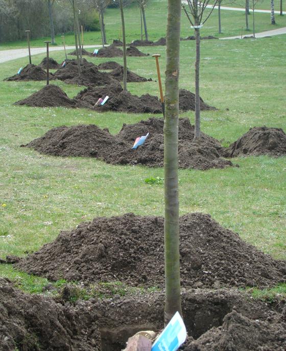 Bäume sind gut für das Stadtklima. Darum: Spenden Sie einen Baum und übernehmen eine Baumpatenschaft. Foto: privat