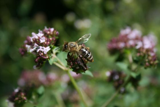 Man kann demnächst wieder Pflanzkästen bienenfreundlich gestalten. Foto: Elke Frenzel