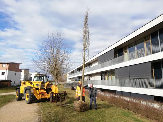 Vor kurzem wurden Baumpflanzungen am Korbinian-Aigner-Gymnasium durchgeführt. Foto: LRA Erding