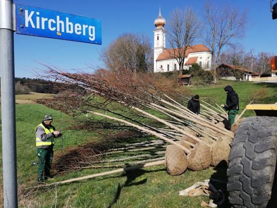 Über 40 Linden werden im Gemeindegebiet Kirchberg nachgepflanzt. Foto: LRA Erding
