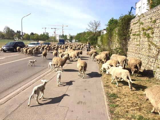 Den Schafen gehörten letztes Wochenende die Straßen Schleißheims. Foto: Daniel Mielcarek