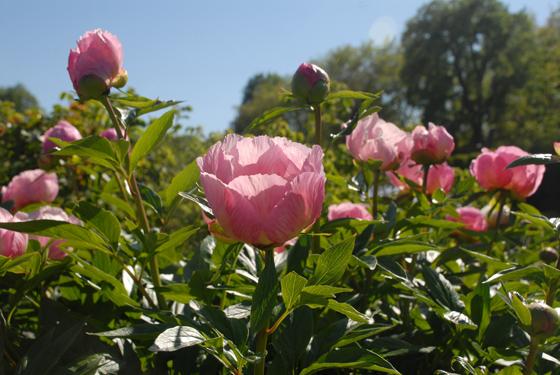 Bald wieder zu bestaunen: die Milchblüten-Pfingstrose Roselette. Foto: Bayer